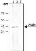 Anti-Rabbit IgG (γ-chain specific)−Biotin antibody, Mouse monoclonal clone RG-96, purified from hybridoma cell culture