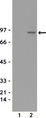 Anti-phospho-STAT5A/B (Tyr694/699) Antibody, clone 8-5-2 clone 8-5-2, Upstate®, from mouse