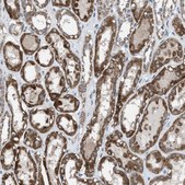 Anti-ANAPC11 antibody produced in rabbit Prestige Antibodies® Powered by Atlas Antibodies, affinity isolated antibody, buffered aqueous glycerol solution