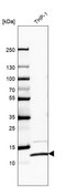 Anti-RPS27L antibody produced in rabbit Prestige Antibodies® Powered by Atlas Antibodies, affinity isolated antibody