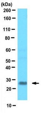 Anti-FGF13 Protein Antibody, clone N91/27 clone N91/27, from mouse