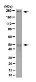 Anti-PIKFYVE Antibody, clone R159.4.3C9 clone R159.4.3C9, from mouse