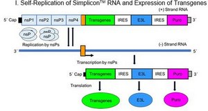 Simplicon クローニングベクター（E3L） for expression of the target gene(s) in transfected cells without the risk of genome integration
