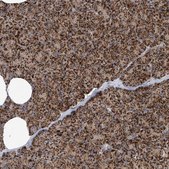 Anti-COX10 antibody produced in rabbit Prestige Antibodies® Powered by Atlas Antibodies, affinity isolated antibody, buffered aqueous glycerol solution