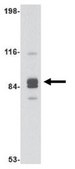 Anti-Syntaphilin Antibody from rabbit, purified by affinity chromatography