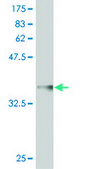 Monoclonal Anti-TPRX1 antibody produced in mouse clone 2B4, purified immunoglobulin, buffered aqueous solution