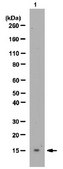 Anti-Probable ergosterol biosynthetic protein 28 Antibody from rabbit, purified by affinity chromatography
