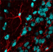 Anti-Rabbit IgG (H+L), highly cross-adsorbed, CF™ 594 antibody produced in donkey ~2 mg/mL, affinity isolated antibody