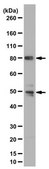 Anti-PI3 Kinase p85 Antibody, N-SH2 domain from rabbit, purified by affinity chromatography
