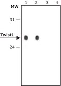 Anti-Twist1 antibody produced in rabbit ~1 mg/mL, affinity isolated antibody, buffered aqueous solution