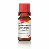 Lectin from Triticum vulgaris (wheat) agarose conjugate, saline suspension