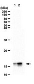 Anti-phospho Histone H2A Antibody (Thr120) from rabbit, purified by affinity chromatography