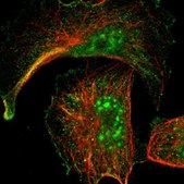 Anti-ARMCX5 antibody produced in rabbit Prestige Antibodies® Powered by Atlas Antibodies, affinity isolated antibody, buffered aqueous glycerol solution