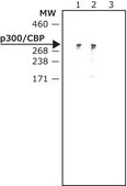 Anti-p300/CBP antibody, Mouse monoclonal clone NM11, purified from hybridoma cell culture