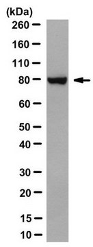 Anti-BAP1 Antibody, clone 2A2 clone 2A2, from mouse
