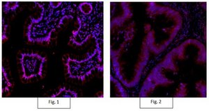 Anti-Active-β-Catenin Antibody, clone 8E7, Alexa Fluor™ 555 clone 8E7, from mouse, ALEXA FLUOR™ 555