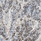Anti-MAFB antibody produced in rabbit Prestige Antibodies® Powered by Atlas Antibodies, affinity isolated antibody, buffered aqueous glycerol solution
