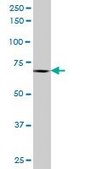 Anti-PTPRN2 antibody produced in mouse purified immunoglobulin, buffered aqueous solution
