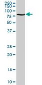 Monoclonal Anti-ACBD3 antibody produced in mouse clone 2G2, purified immunoglobulin, buffered aqueous solution
