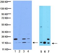 Anti-Histone H3 Antibody 0.5 mg/mL, Upstate®