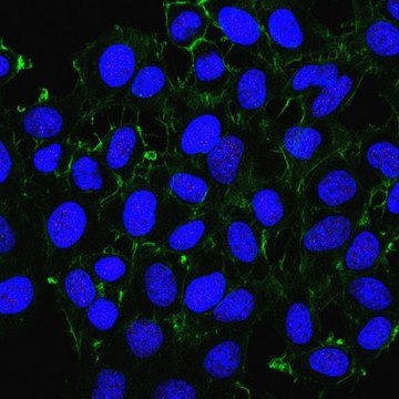 Anti-ING5 Antibody, clone 7A11 clone 7A11, from rat