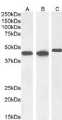 抗平滑筋α-アクチン抗体 ヤギ宿主抗体 affinity isolated antibody, buffered aqueous solution