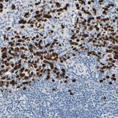 Anti-TRAF5 antibody produced in rabbit Prestige Antibodies® Powered by Atlas Antibodies, affinity isolated antibody, buffered aqueous glycerol solution