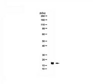 Anti-Histone H3 Antibody, CT Antibody, pan from rabbit, purified by affinity chromatography
