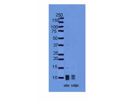 Anti-Ghrelin Antibody, active &amp; proform serum, Chemicon&#174;