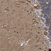 Anti-NAV1 antibody produced in rabbit Prestige Antibodies® Powered by Atlas Antibodies, affinity isolated antibody, buffered aqueous glycerol solution