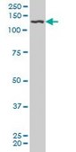 Monoclonal Anti-PDGFRB antibody produced in mouse clone 4C12, purified immunoglobulin, buffered aqueous solution