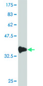 ANTI-SMAD6 antibody produced in mouse clone 4F3, purified immunoglobulin, buffered aqueous solution
