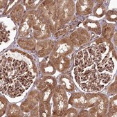 Anti-COPG1 antibody produced in rabbit Prestige Antibodies® Powered by Atlas Antibodies, affinity isolated antibody