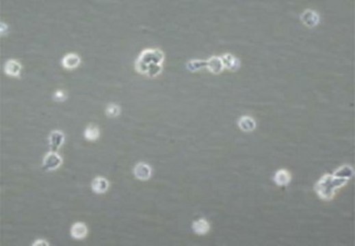 Leukemia Inhibitory Factor human 5 &#181;g, human recombinant LIF protein, expressed in E. coli, suitable for stem cell culture