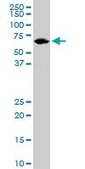 Monoclonal Anti-LMNB1 antibody produced in mouse clone 4B10, purified immunoglobulin, buffered aqueous solution