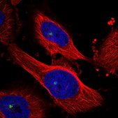 Anti-MAP4K3 antibody produced in rabbit Prestige Antibodies® Powered by Atlas Antibodies, affinity isolated antibody, buffered aqueous glycerol solution