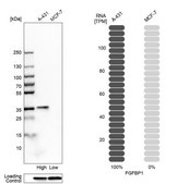 Anti-FGFBP1 antibody produced in rabbit Prestige Antibodies® Powered by Atlas Antibodies, affinity isolated antibody, buffered aqueous glycerol solution