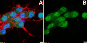 Anti-NeuN Antibody (rabbit) from rabbit, purified by affinity chromatography