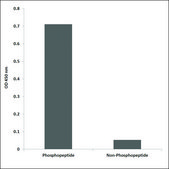 Anti-phospho-GATA4 (pSer105) antibody produced in rabbit affinity isolated antibody