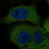 Anti-PDZD2 antibody produced in rabbit Prestige Antibodies® Powered by Atlas Antibodies, affinity isolated antibody, buffered aqueous glycerol solution