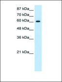 Anti-HIF3A antibody produced in rabbit IgG fraction of antiserum