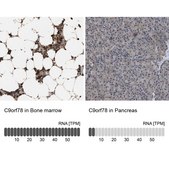 Anti-C9orf78 antibody produced in rabbit Prestige Antibodies® Powered by Atlas Antibodies, affinity isolated antibody, buffered aqueous glycerol solution, Ab1