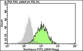 Milli-Mark® Anti-Brachyury-FITC Antibody, clone 3E4.2 clone 3E4.2, Milli-Mark®, from mouse