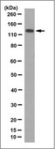 Anti-ADAM 17 Antibody, clone 16C11.1 | MABT388 clone 16C11.1, from mouse