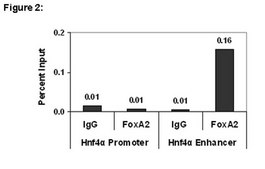 ChIPAb+ FOXA2 - ChIP Validated Antibody and Primer Set from mouse