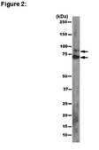 RIPAb+ pan Ago - RIP Validated Antibody and Primer Set clone 2A8, from mouse