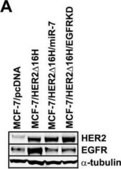 Anti-α-Tubulin Antibody, clone DM1A clone DM1A, Upstate®, from mouse