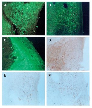 Anti-Enkephalin Antibody, clone NOC1 culture supernatant, clone NOC1, Chemicon&#174;