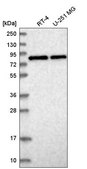 Anti-CNOT10 antibody produced in rabbit Prestige Antibodies® Powered by Atlas Antibodies, affinity isolated antibody