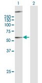 Anti-GPR34 antibody produced in mouse purified immunoglobulin, buffered aqueous solution